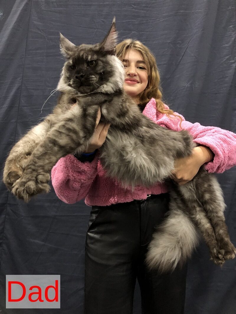 Wisdom Maine Coon male, cream silver tabby