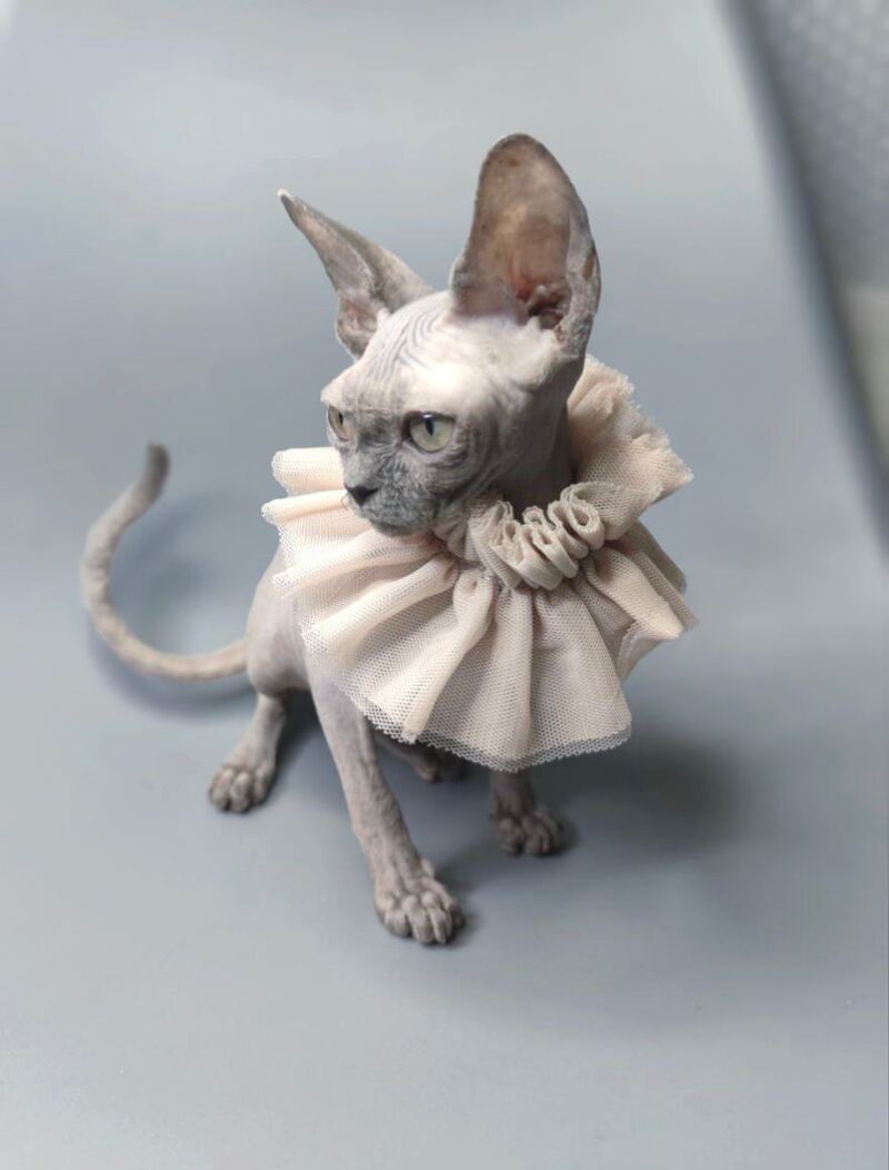 Davinci Vida Canadian Sphynx female, black