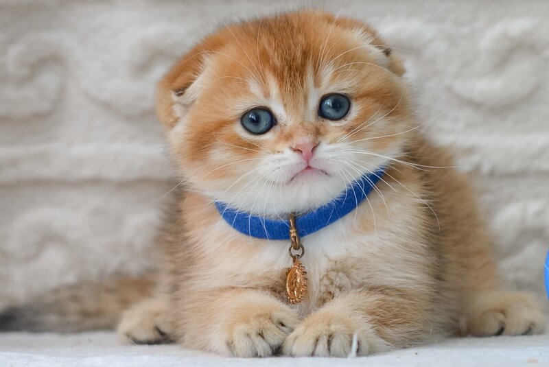 Daniel Scottish Fold male, black golden shaded