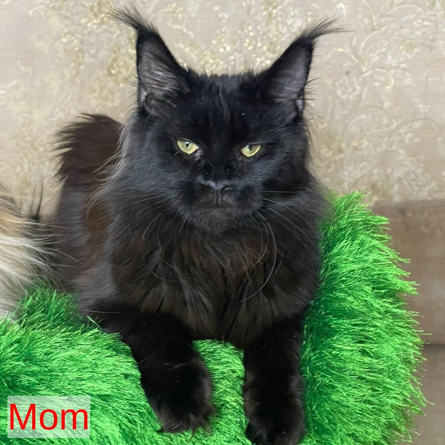 Joli Maine Coon female, black