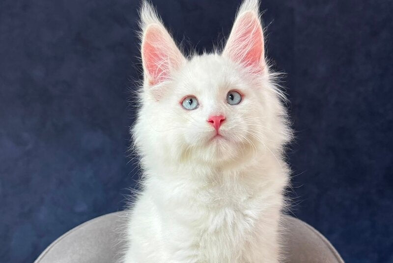 Gambler Maine Coon male, red silver chinchilla with white
