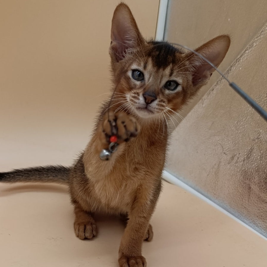 Morgan Abyssinian male, black