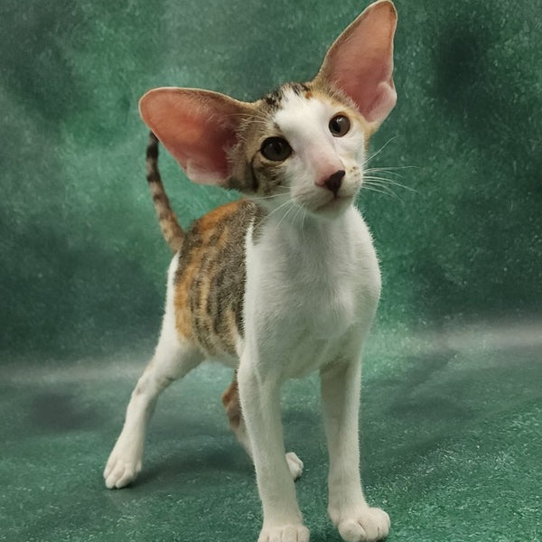 Zеndaya Oriental Shorthair female, black tortie spotted tabby harlequin
