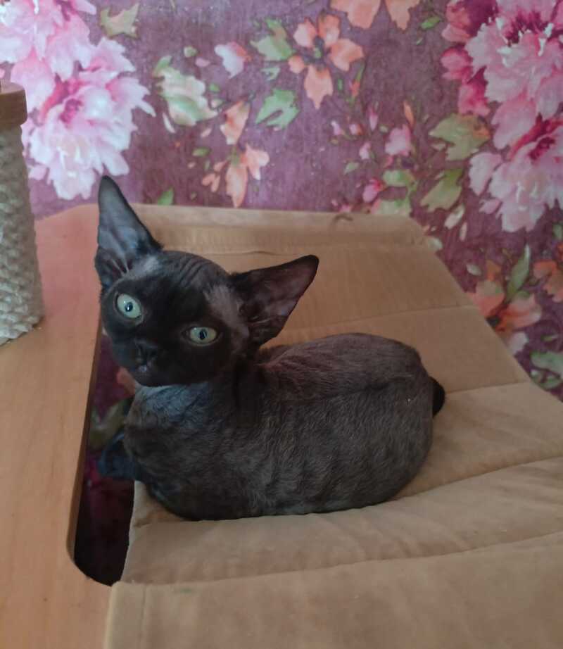 Jinnah Devon Rex female, black