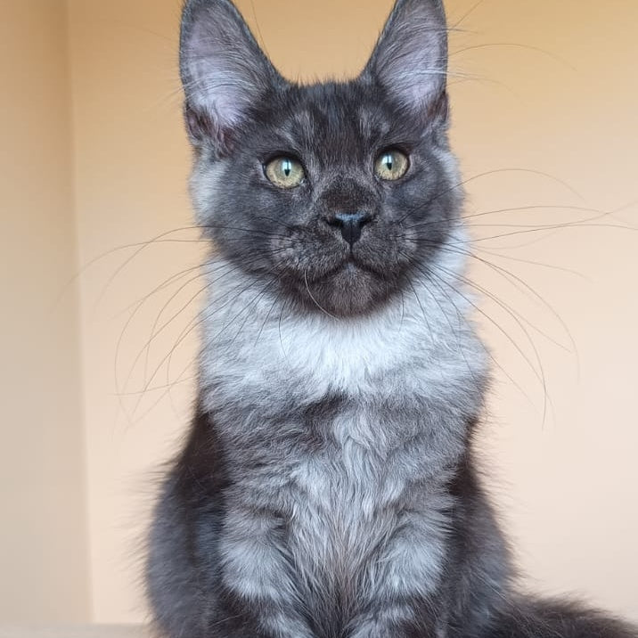 Dixon Maine Coon male, black silver