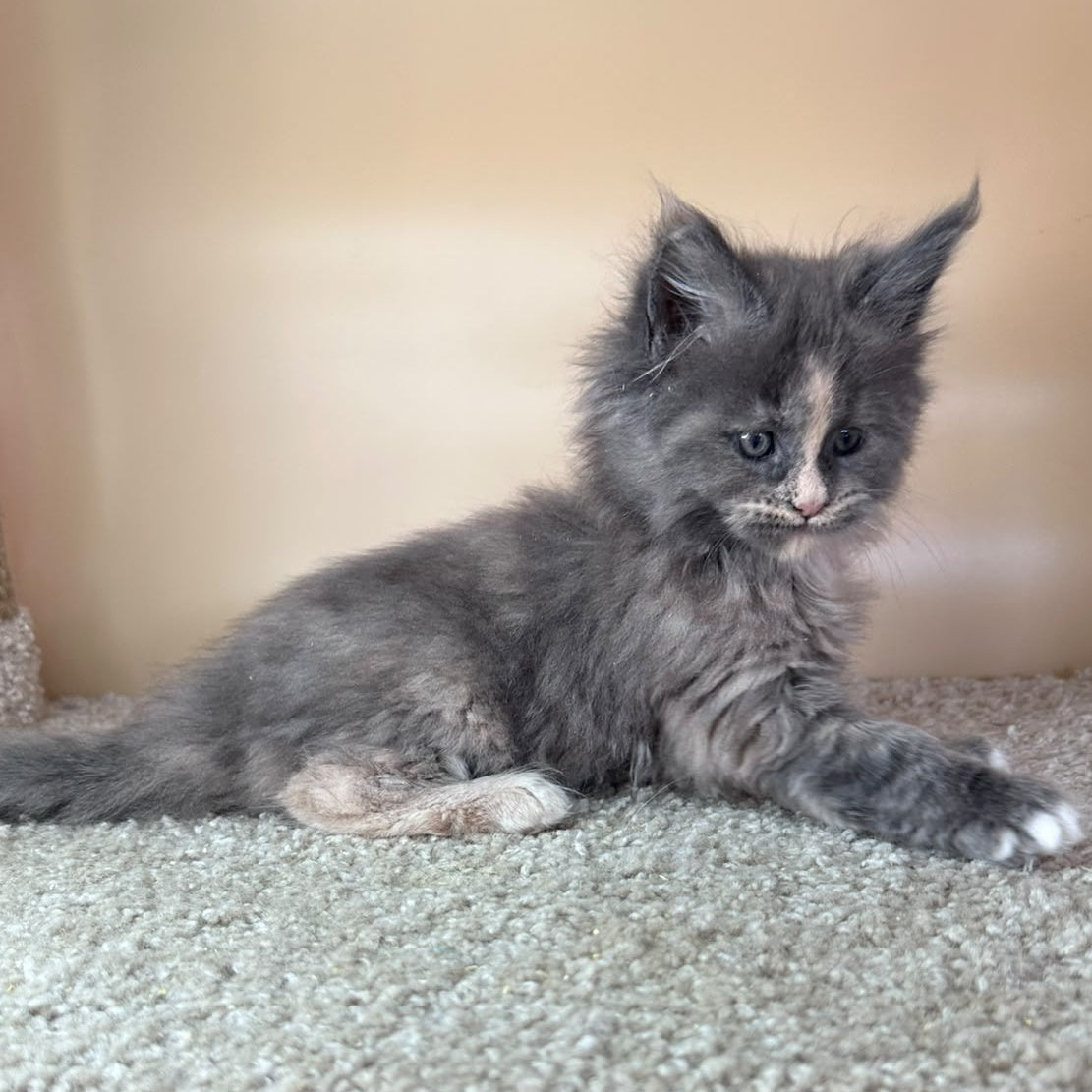 Vivian Maine Coon female, blue tortie with white
