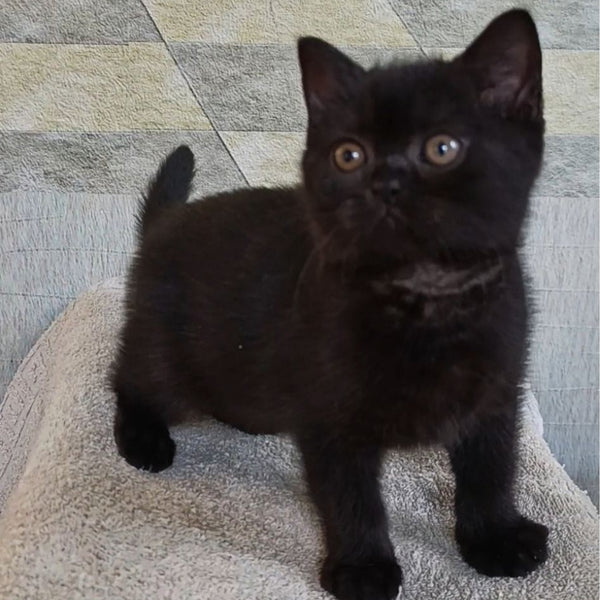 Linda British Shorthair female, black