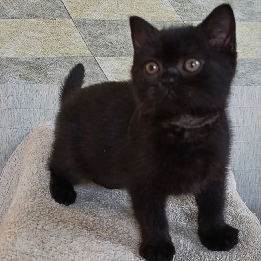 Linda British Shorthair female, black