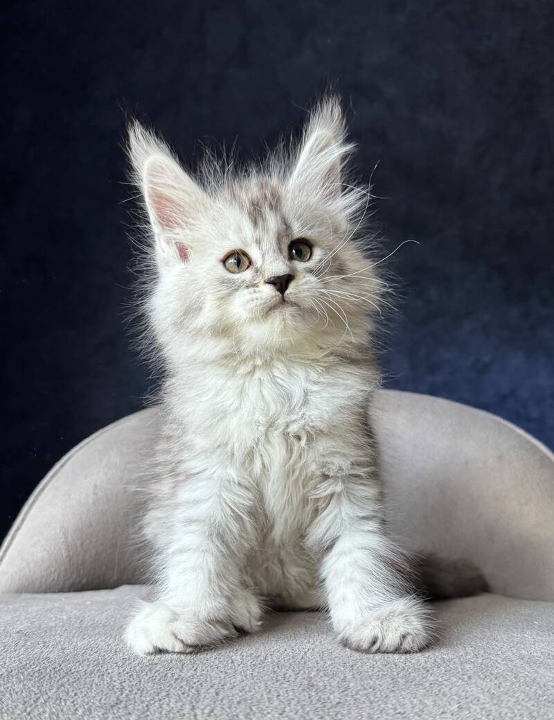 Ingold Maine Coon male, black silver spotted tabby
