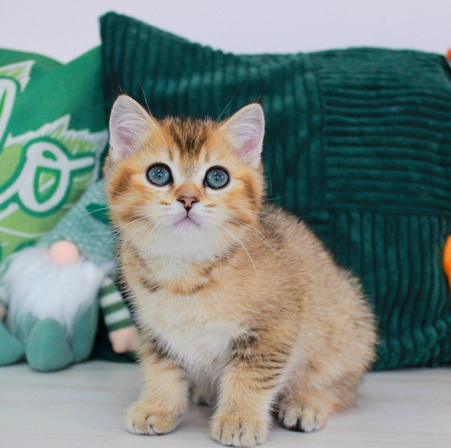 Quincy British Shorthair male, black golden ticked tabby