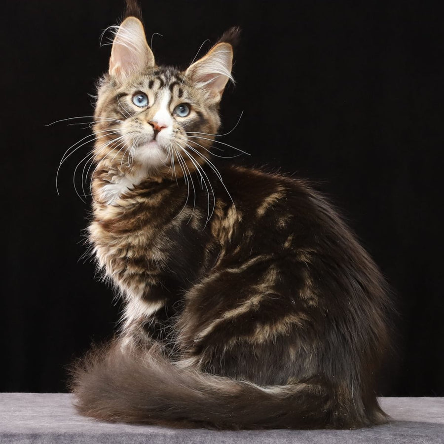 Robson Maine Coon male, black tabby bicolour