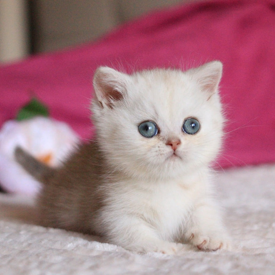 Zucchi Munchkin male, blue silver tabby