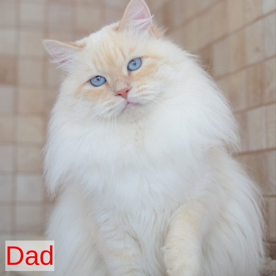 Holli Siberian female, blue tortie tabby pointed