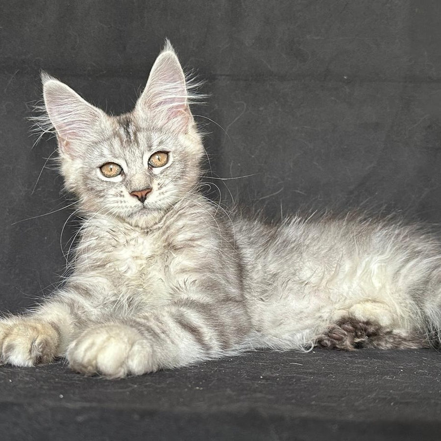 Jalila Maine Coon polydactyl 6x6x6x6 female, black silver tabby