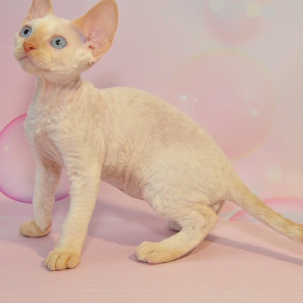 Ace Devon Rex male, red pointed