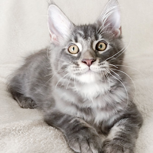 Quasar King Maine Coon male, blue tabby