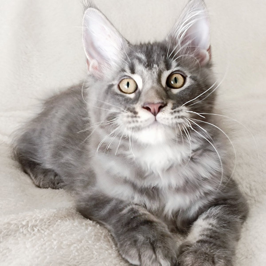 Quasar King Maine Coon male, blue tabby