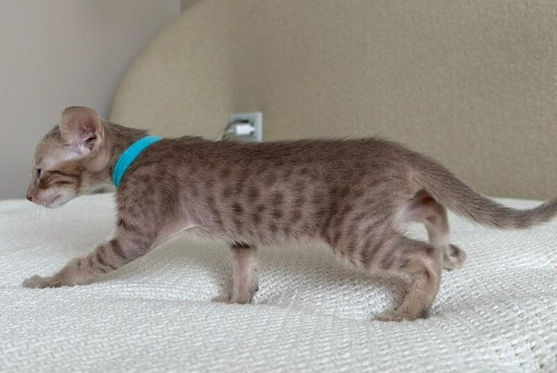 Axel Oriental Shorthair male lilac spotted tabby - live animals
