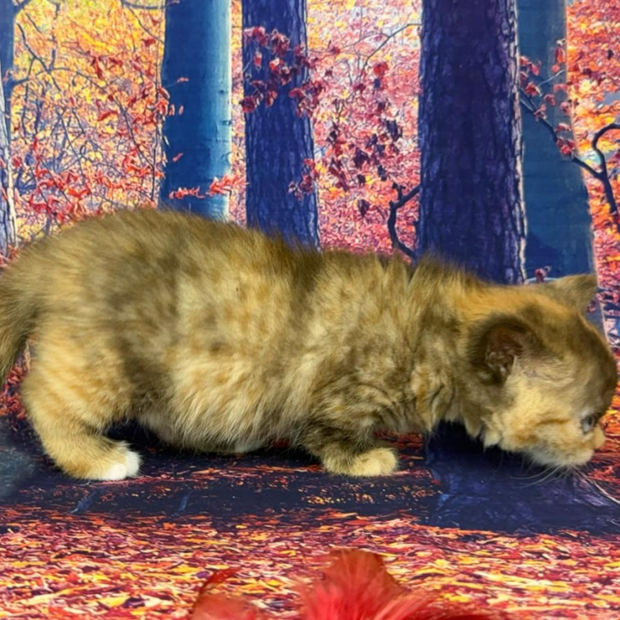 Jane Munchkin female, chocolate tortie bicolour