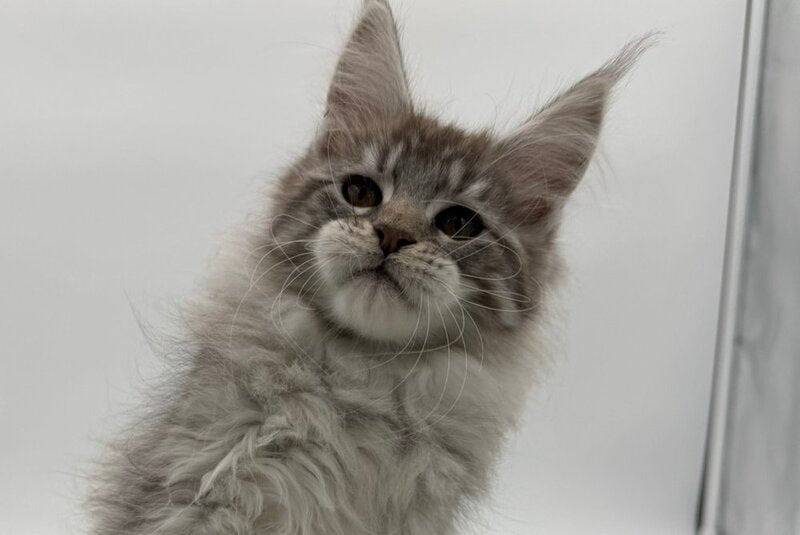 Ketana Maine Coon female black silver tabby - live animals