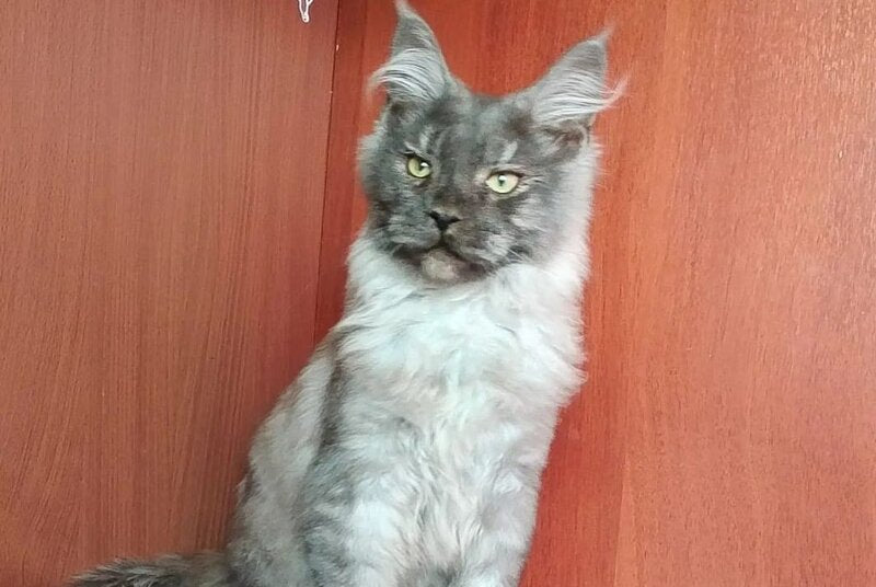 Duke Maine Coon male, black silver
