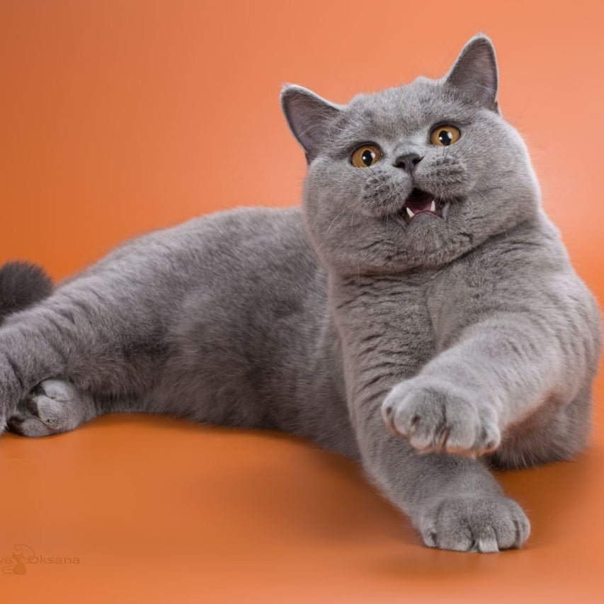 Emma British Shorthair female, blue