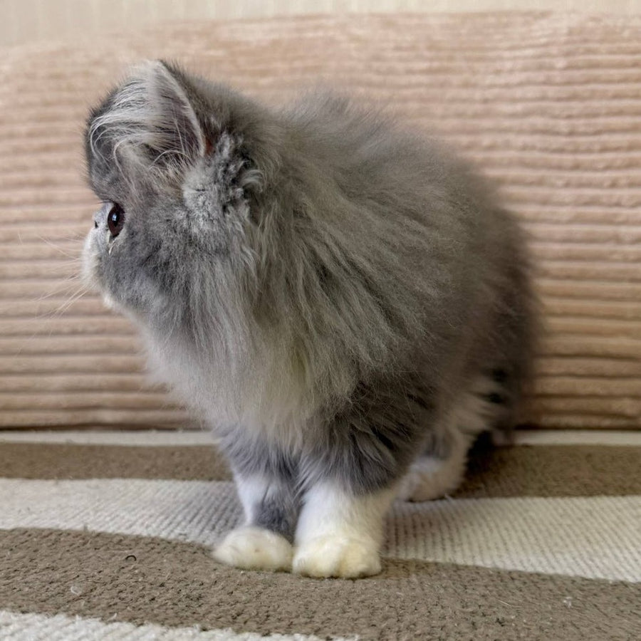 Lady Blue Persian female, blue bicolour spotted tabby