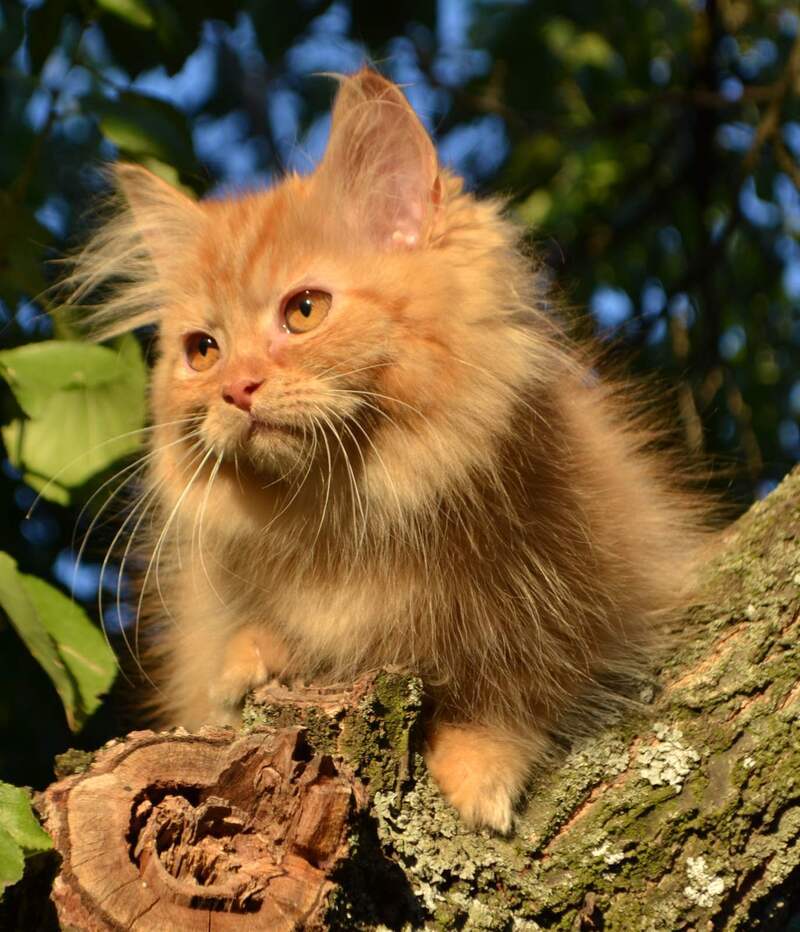Labubu Maine Coon female, red tabby bicolour