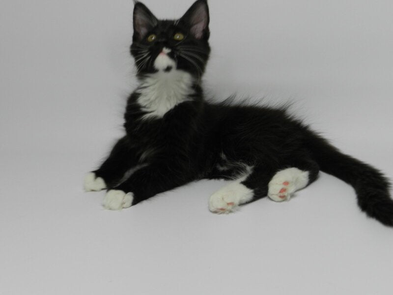 Diego Maine Coon male, black bicolour