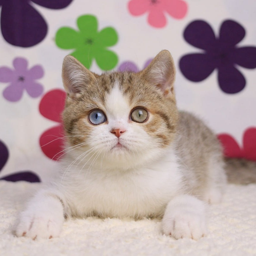 Cosmic British Shorthair male, chocolate spotted tabby bicolour