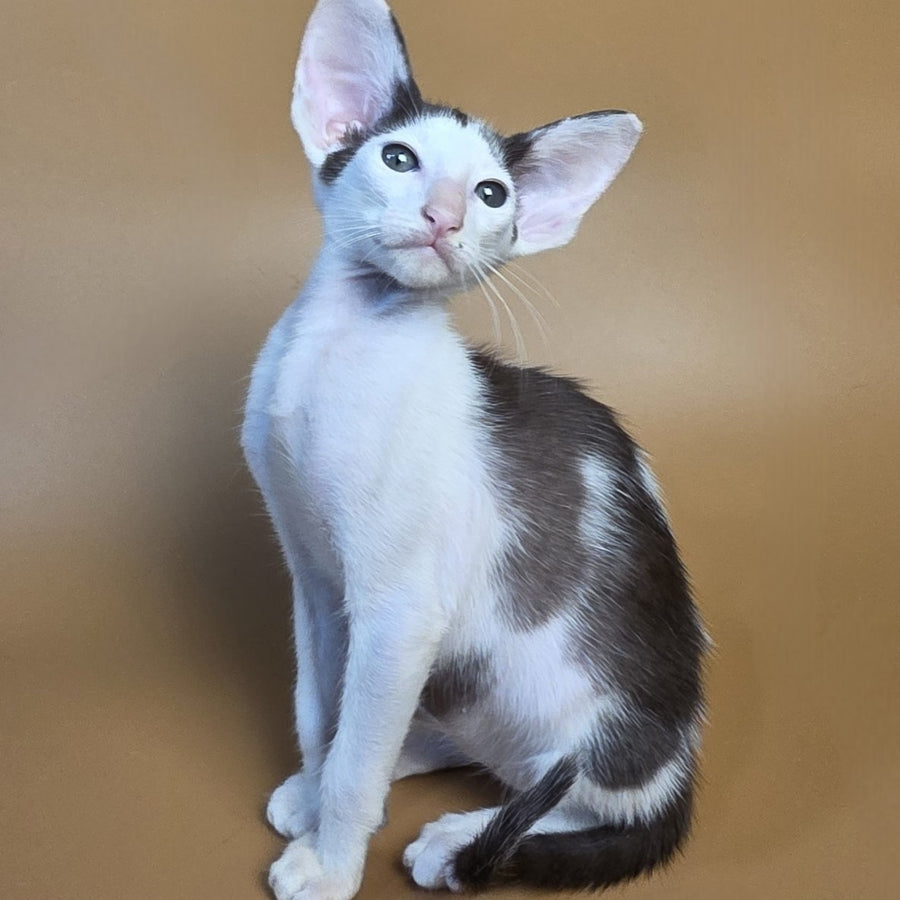 Akira Oriental Shorthair female, chocolate bicolour