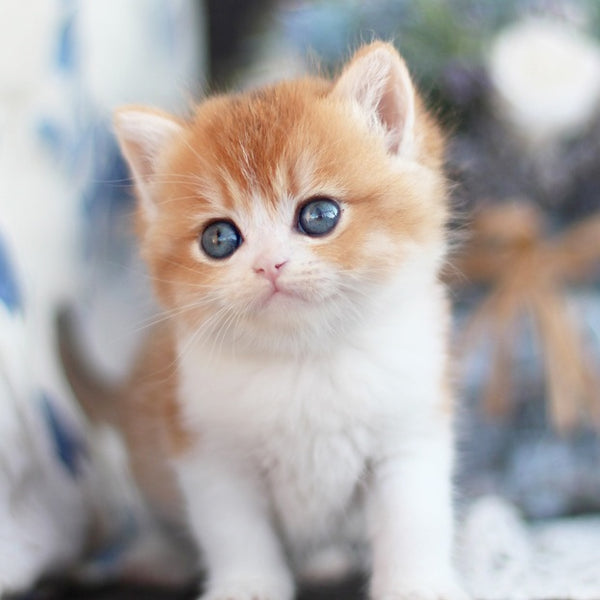 Filipp British Shorthair male, blue golden chinchilla