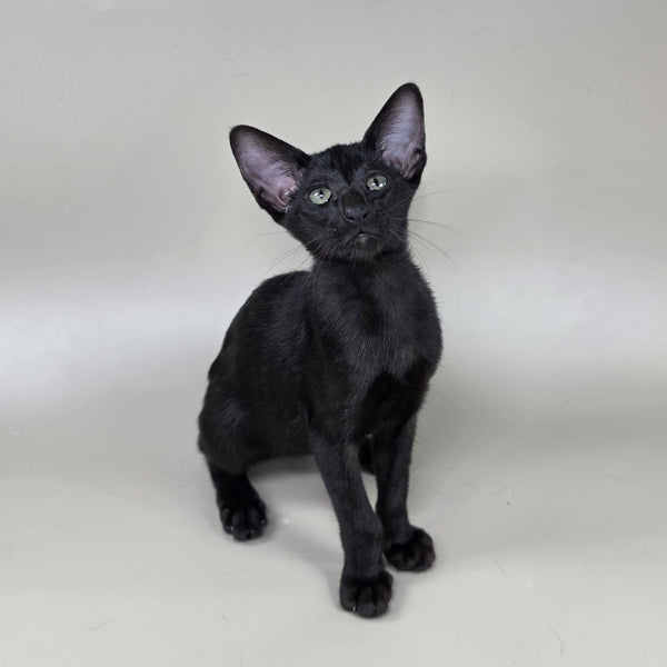 Xolotl Oriental Shorthair male, black