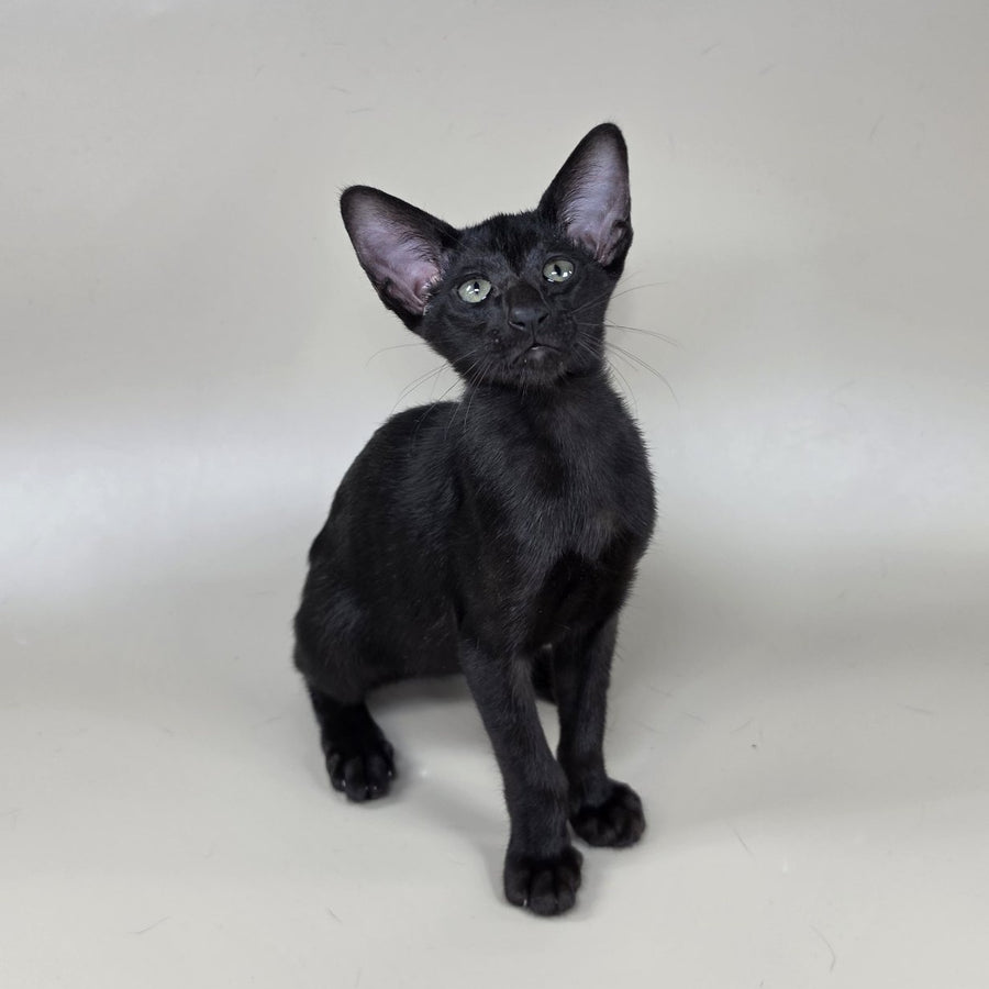 Xolotl Oriental Shorthair male, black