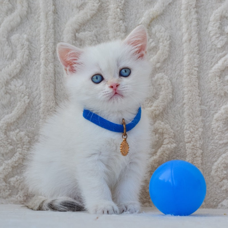 Hank British Shorthair male, black golden shaded pointed