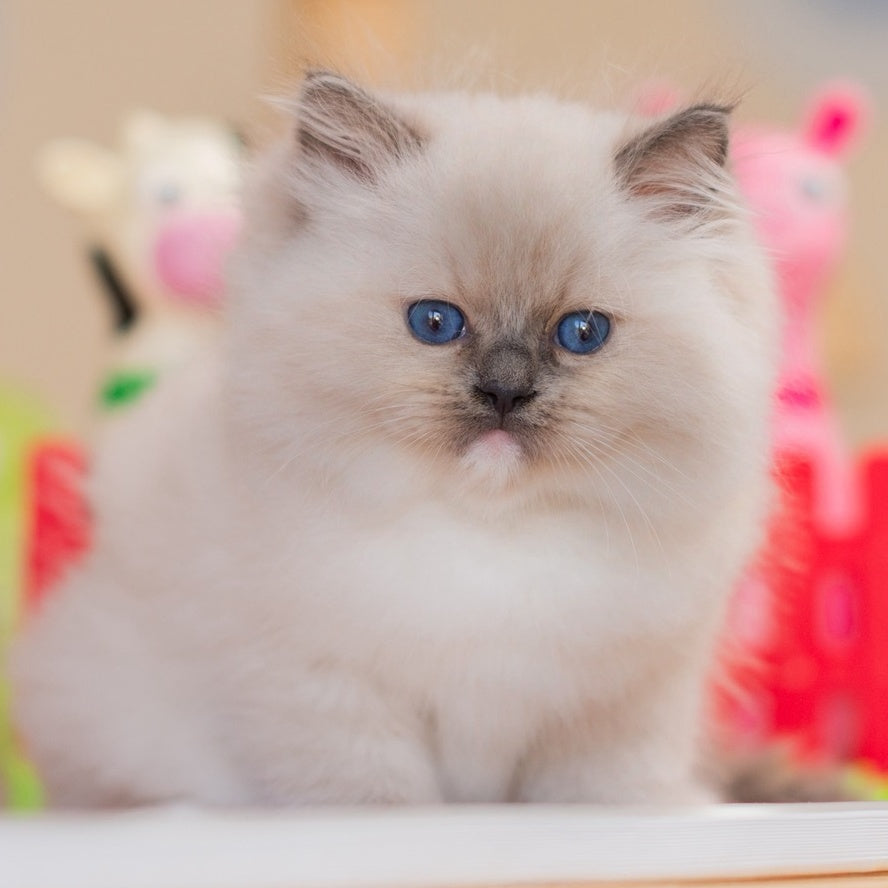 Yukio Ragdoll male, blue mitted