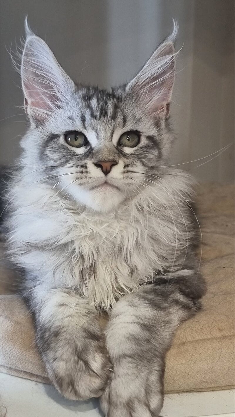 Dafna Maine Coon female black silver tabby - live animals