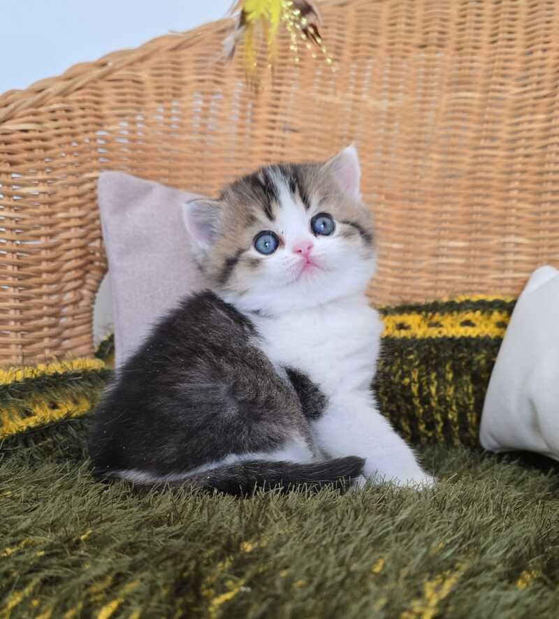 Olimpya Scottish Straight female black ticked tabby bicolour - live animals