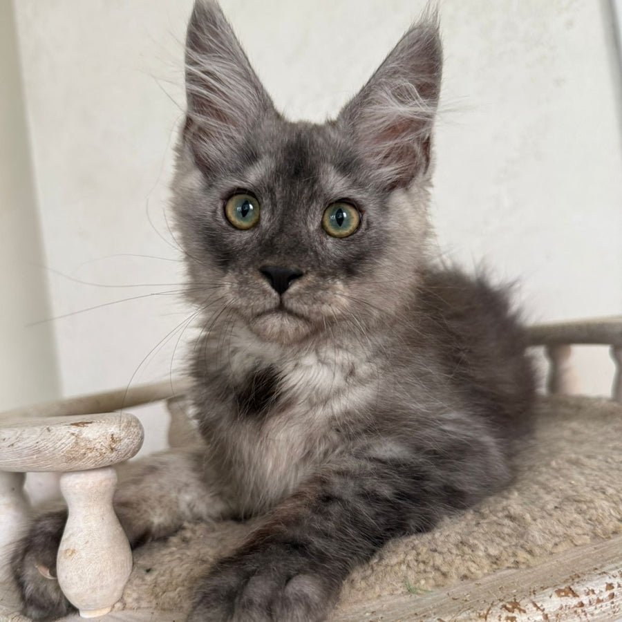 Kupidon Maine Coon male, black silver with white