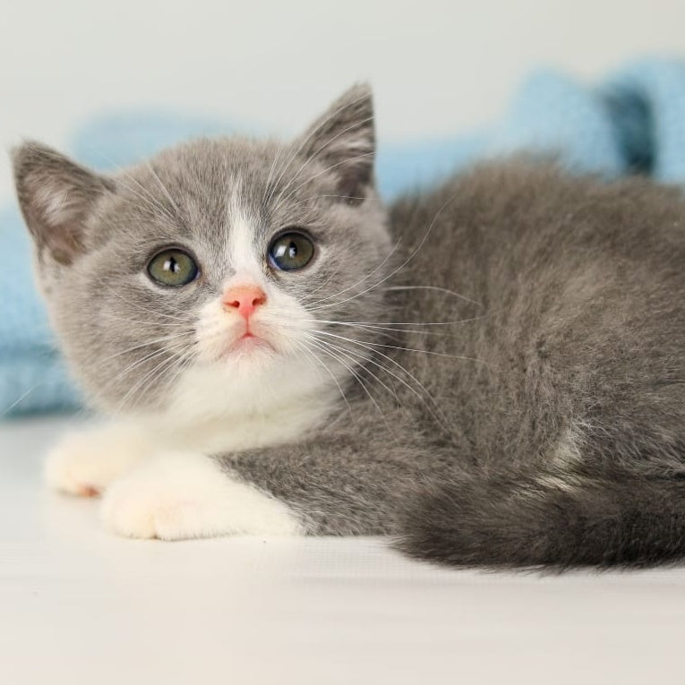 Paula British Shorthair female, blue bicolour