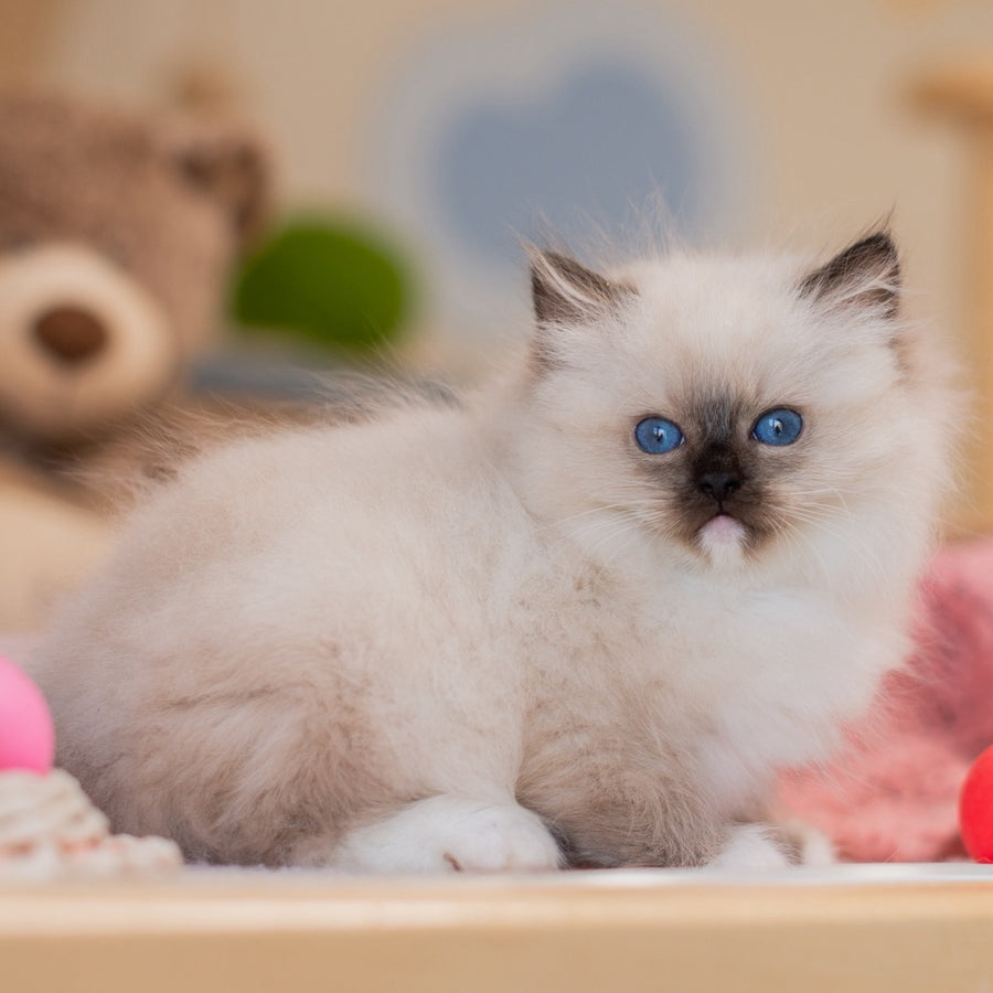 Yasia Ragdoll female, blue mitted