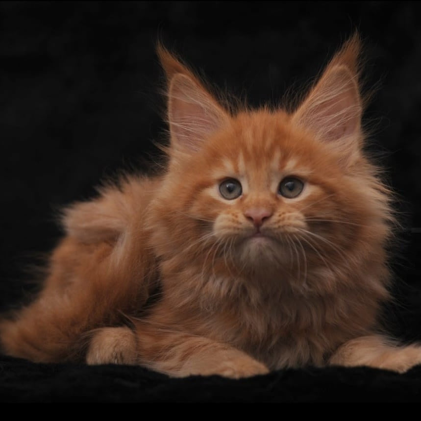 Stafy Maine Coon female, red