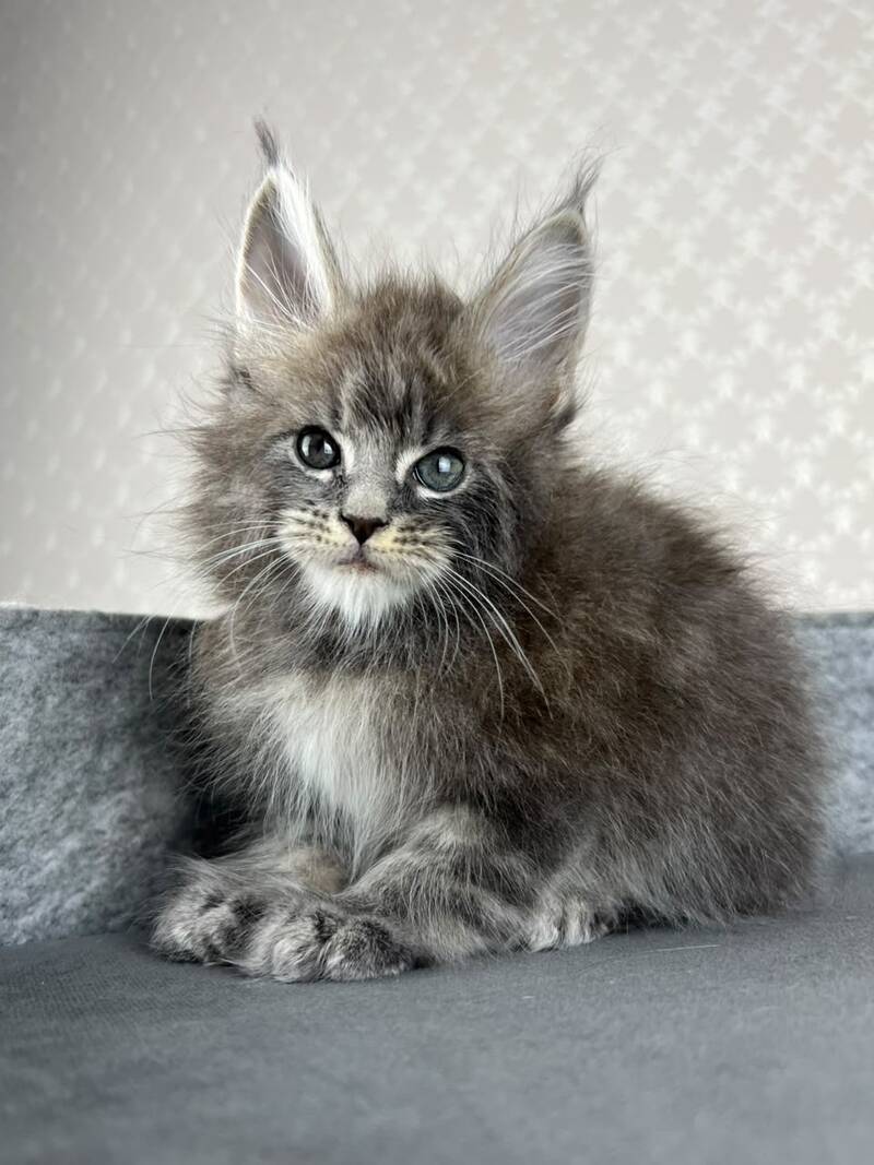 Pop Star Maine Coon male, blue tabby