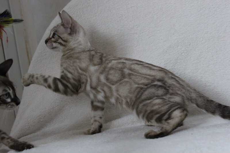Vakula Bengal female, black spotted tabby pointed