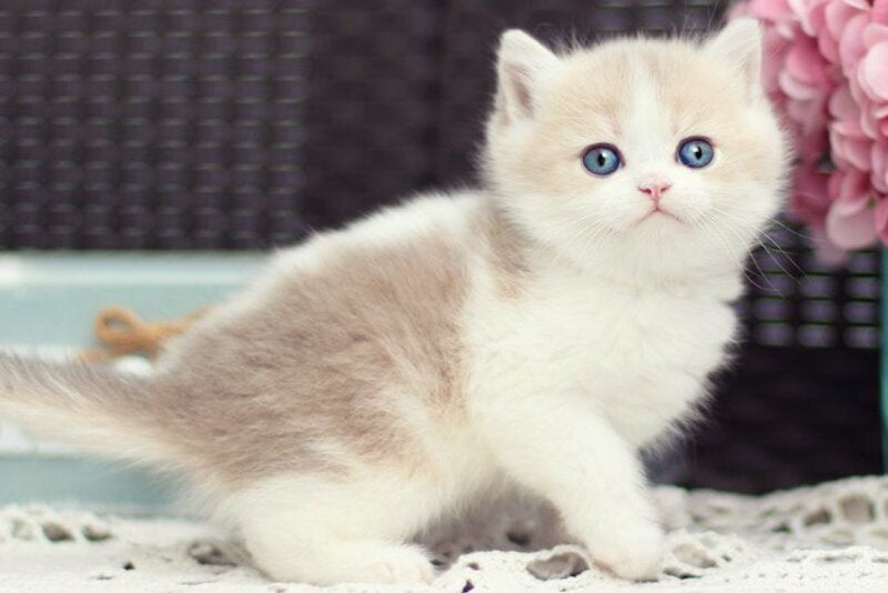 Alvin British Shorthair male blue golden shaded bicolour - live animals