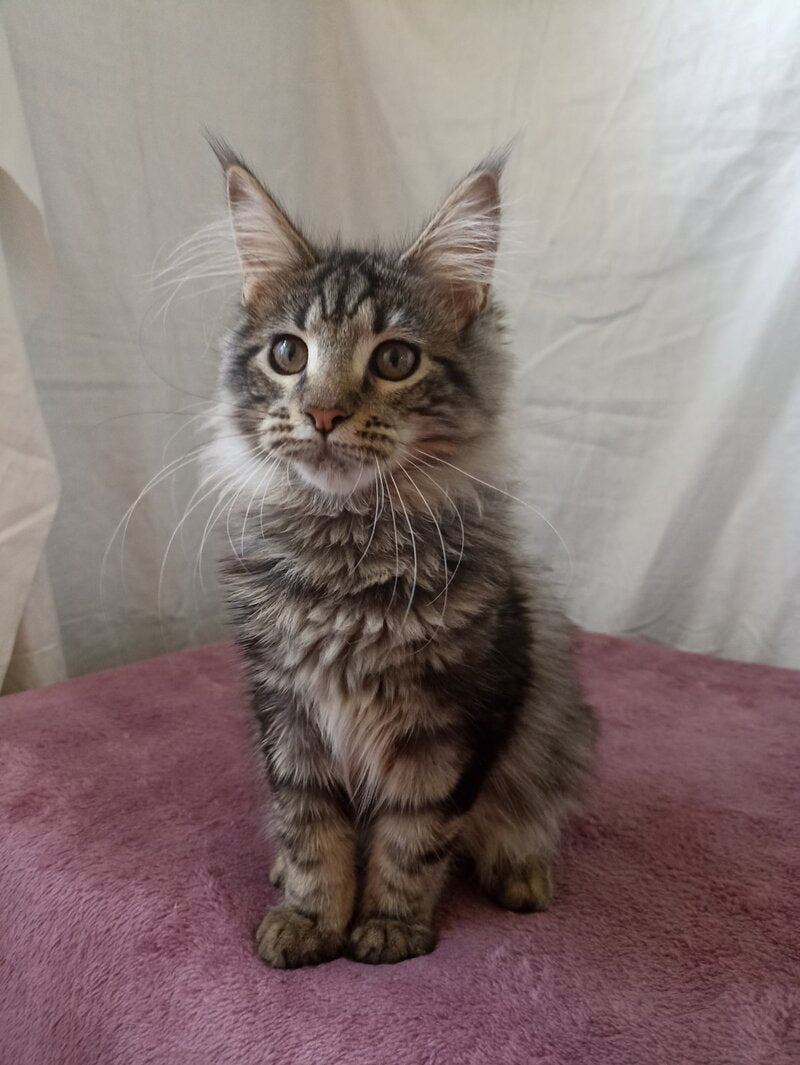 Yara Maine Coon female, black silver tabby