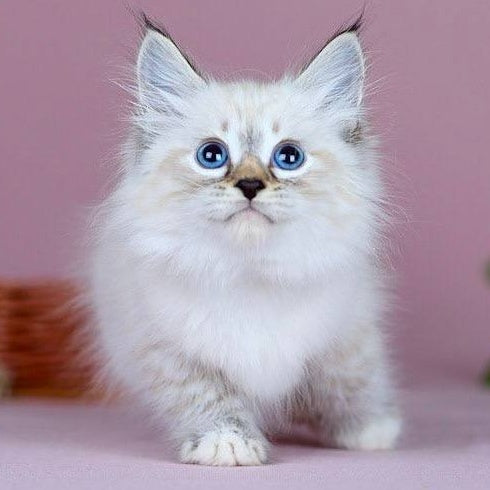 Jackson Siberian male, black with white tabby pointed