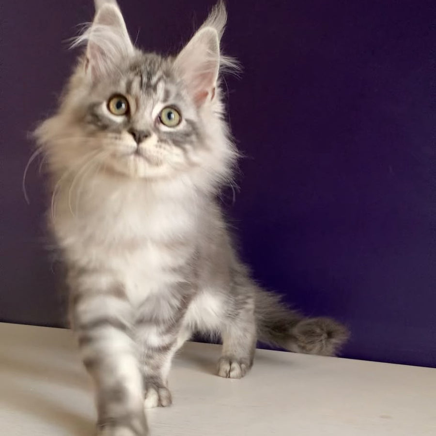 Madagascar Maine Coon male, black silver tabby