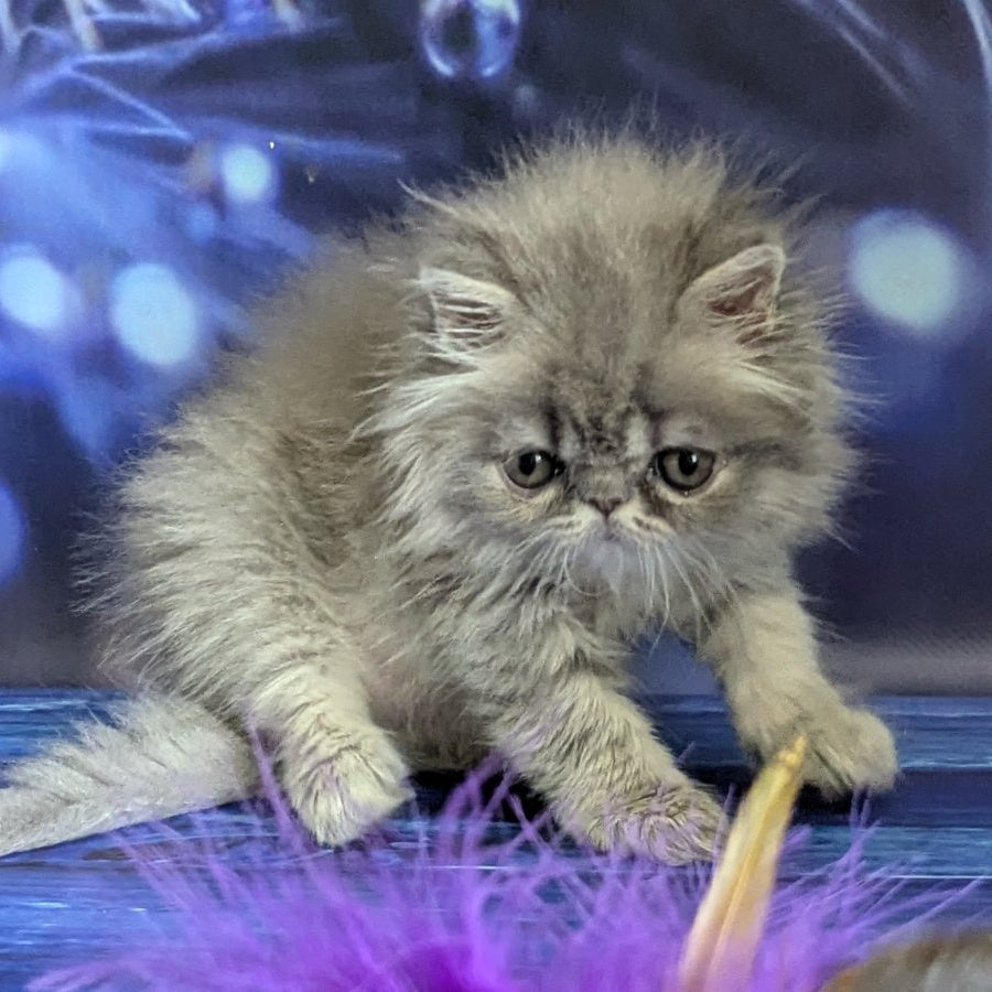 Pavlik Persian male, blue tabby
