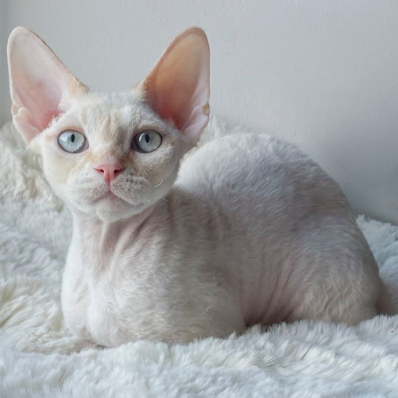 Ivar Sunrise Devon Rex male red tabby pointed - live animals